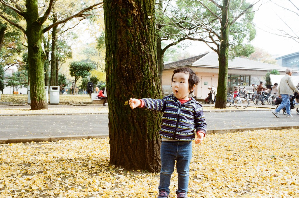 光が丘公園 Tokyo, Japan / Kodak ColorPlus / Nikon FM2 在光丘公園這裡沿路都是銀杏樹，那時候樹上的銀杏差不多都快掉光了。  看到一個小弟弟很可愛的在玩地上的銀杏葉，媽媽就在旁邊看著他玩，我有請求媽媽讓我拍，好感激！  就拍下這可愛的畫面！  Nikon FM2 Nikon AI AF Nikkor 35mm F/2D Kodak ColorPlus ISO200 7412-0038 2016-11-20 光が丘公園 Tokyo, Japan  Photo by Toomore