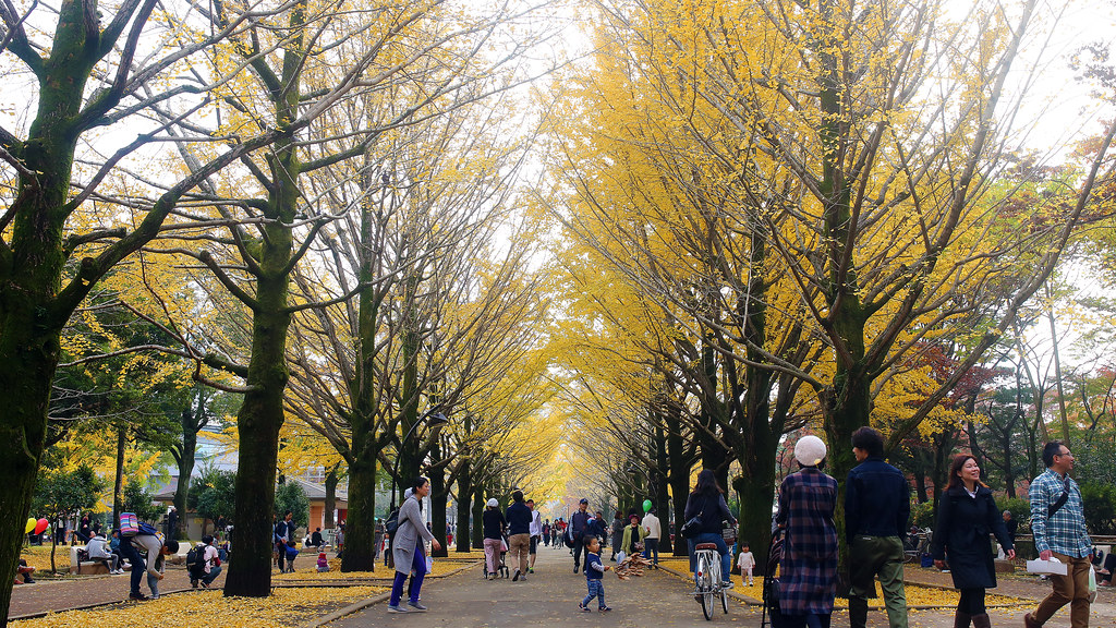 光が丘 Tokyo, Japan / Sigma 35mm / Canon 6D 光丘公園一進來後兩旁的大道都是銀杏樹，樹上的快掉光的，但是滿地都是落下的銀杏葉。  鏡頭沒辦法把我看到的全部拍下來，這裡真的很美！  Canon 6D Sigma 35mm F1.4 DG HSM Art IMG_9137_16x9 2016/11/20  Photo by Toomore