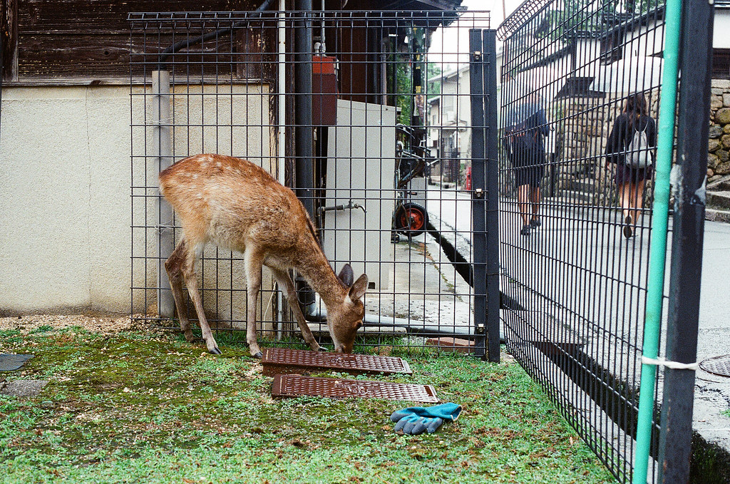 鹿 嚴島（Itsuku-shima）広島 Hiroshima 2015/08/31 前往大聖院的路上有有鹿在吃草。  Nikon FM2 / 50mm Kodak UltraMax ISO400 Photo by Toomore