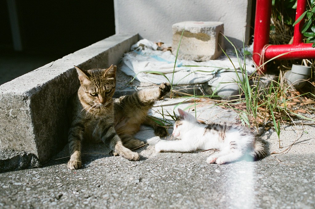 波上宮 沖繩 Okinawa 2015/10/25 路旁的貓媽媽與小貓。  Nikon FM2 Nikon AI AF Nikkor 35mm F/2D FUJICOLOR PRO 400H 2192-0030 Photo by Toomore