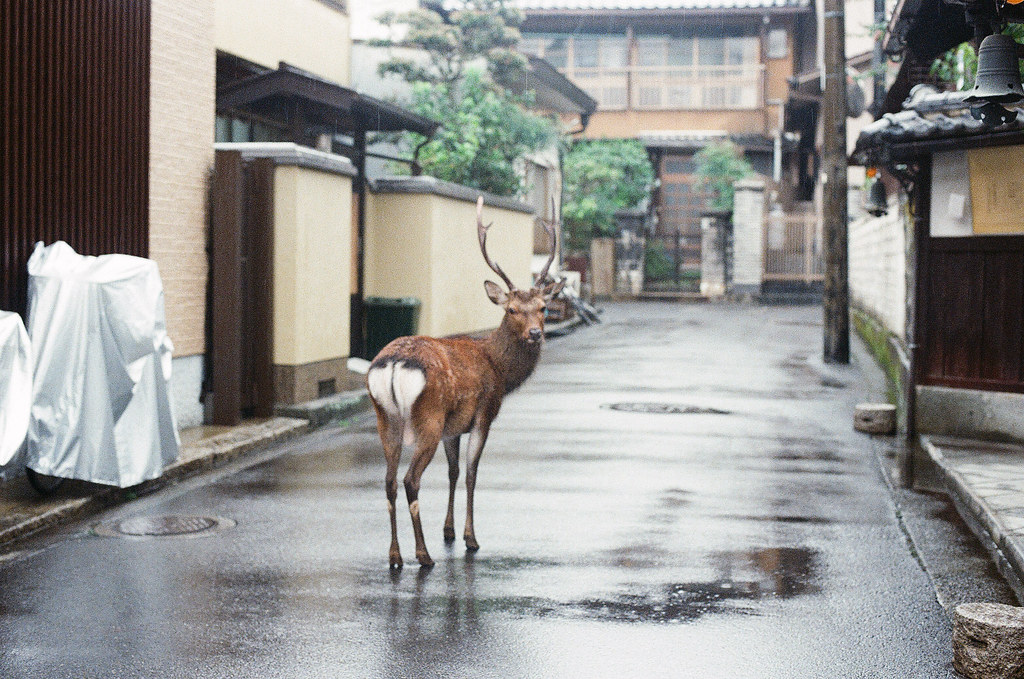 鹿 嚴島（Itsuku-shima）広島 Hiroshima 2015/08/31 一直叫他回頭看一下我的鏡頭。  Nikon FM2 / 50mm Kodak UltraMax ISO400 Photo by Toomore