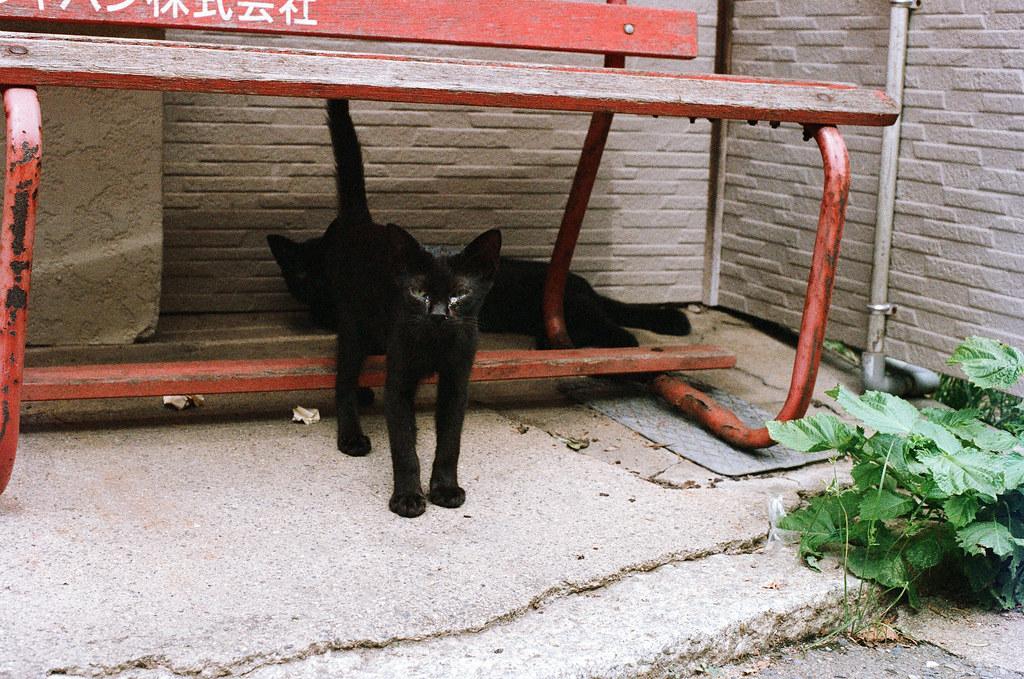 貓 相島 Ainoshima, Fukuoka 2015/09/02 小黑貓躲在椅子下面，那時候我剛從郵便局出來。  Nikon FM2 / 50mm AGFA VISTAPlus ISO400 Photo by Toomore