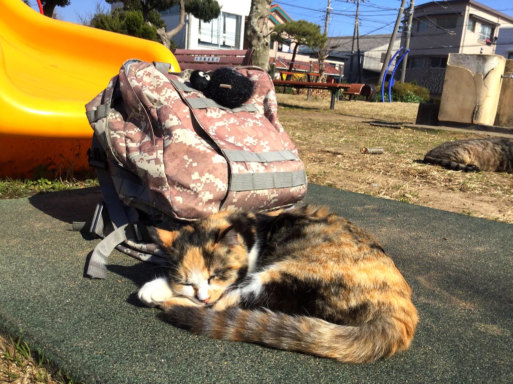 千葉這裡就不像札幌那麼冷，來到銚子，小小的漁港。經過一個公園坐著休息，兩隻肥肥貓過來給我騷癢，然後悠閒的曬太陽！這隻花色貓的毛很柔軟，她很愛乾淨！  #travel #traveltojapan #japan #cat #cats #park #choshi #street 千葉這裡就不像札幌那麼冷，來到銚子，小小的漁港。經過一個公園坐著休息，兩隻肥肥貓過來給我騷癢，然後悠閒的曬太陽！這隻花色貓的毛很柔軟，她很愛乾淨！  #travel #traveltojapan #japan #cat #cats #park #choshi #street Photo by Toomore