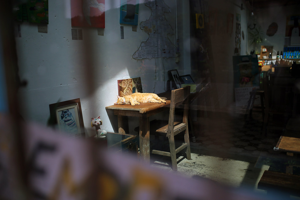 IMG_6506 Cat 侯硐 橘貓睡在書桌上 Photo by Toomore