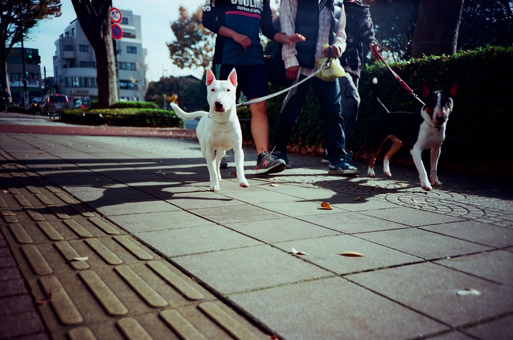 光が丘 Tokyo, Japan / Kodak Pro Ektar / Lomo LC-A+ 迎面而來的人，與迎面來了的狗！  我蹲下來按快門，白色那隻想要撲過來我這裡！  Lomo LC-A+ Kodak Pro Ektar 100 7941-0010 2016-11-20 Photo by Toomore