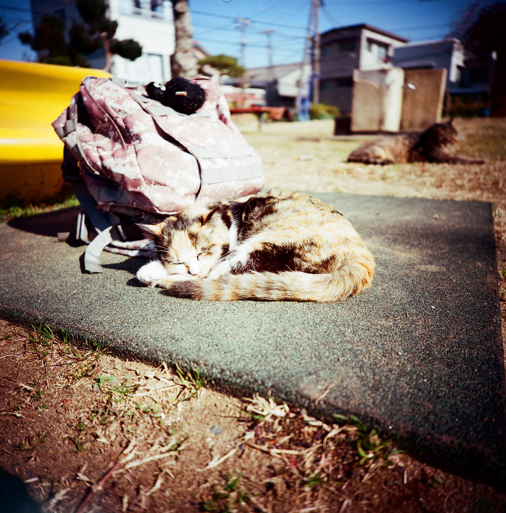 銚子市 Choshi, Japan / Kodak Pro Ektar / Lomo LC-A 120 悠閒的躺在我的背包旁邊，我也悠閒的把妳記錄下來。  好像每次旅行都會遇到貓，幾乎吧！  Lomo LC-A 120  Kodak Pro Ektar 100 120mm  8281-0005 2016-02-05 Photo by Toomore
