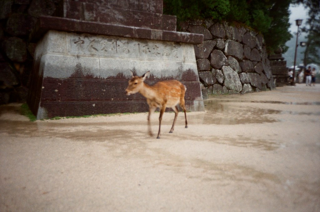 嚴島神社 Hiroshima, Japan / Kodak ColorPlus / Lomo LC-A+ 嚴島這裡也有鹿，這裡的鹿比較不會爆衝，奈良那裡常常爆衝。  找個時間再去京都一趟好了，有點想念。  Lomo LC-A+ Kodak ColorPlus ISO200 4896-0026 2016/09/25 Photo by Toomore