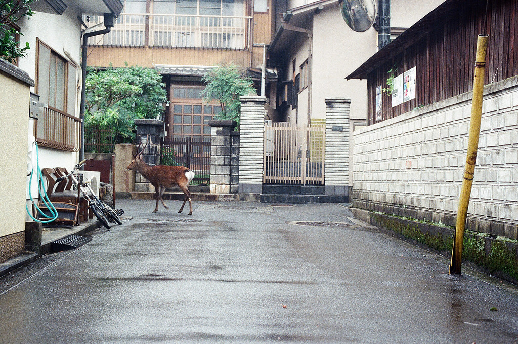 鹿 嚴島（Itsuku-shima）広島 Hiroshima 2015/08/31 最後轉角離開。  Nikon FM2 / 50mm Kodak UltraMax ISO400 Photo by Toomore