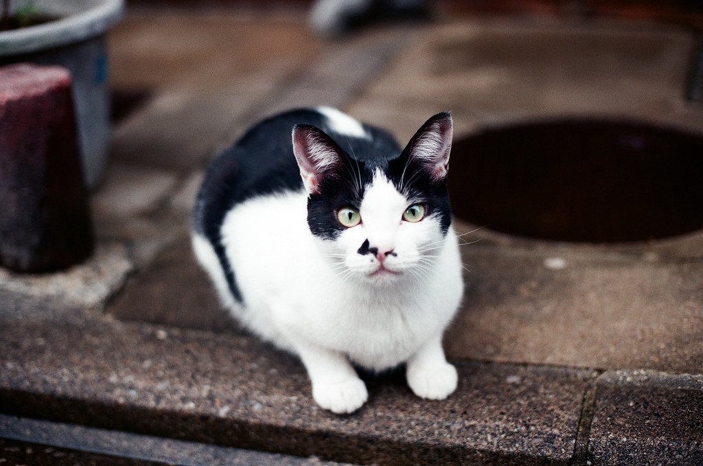 貓 Cat Kyoto 京都 2015/09/23 剛從大阪到京都下榻的地方後，我就帶著相機趁黃昏前來到清水寺。在京都我住在清水寺下面的路口旁，所以很近。但那天我上去清水寺之後一路往北走到花見小路的路上看到這隻很可愛的貓貓！她其實很漂亮，但有點胖胖就是 ...  Nikon FM2 Nikon AI Nikkor 50mm f/1.4S AGFA VISTAPlus ISO400 0948-0030 Photo by Toomore