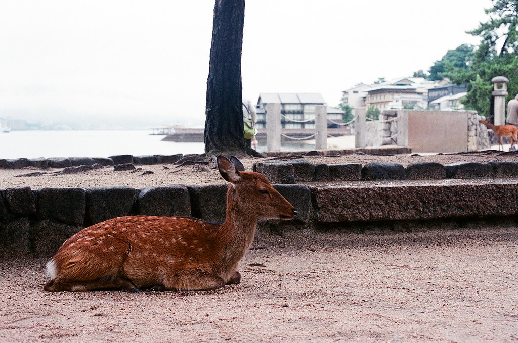 鹿 嚴島（Itsuku-shima）広島 Hiroshima 2015/08/31 在路邊休息的一隻鹿  Nikon FM2 / 50mm FUJI X-TRA ISO400 Photo by Toomore