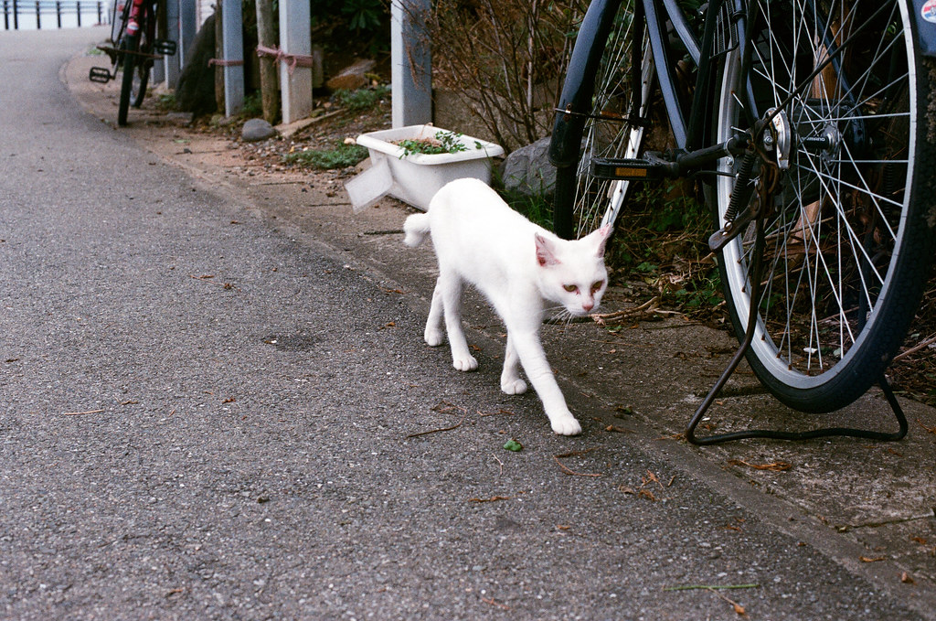 貓 相島 Ainoshima, Fukuoka 2015/09/02 不知道是不是我剛來拍的那隻白貓。  Nikon FM2 / 50mm AGFA VISTAPlus ISO400 Photo by Toomore