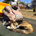 千葉這裡就不像札幌那麼冷，來到銚子，小小的漁港。經過一個公園坐著休息，兩隻肥肥貓過來給我騷癢，然後悠閒的曬太陽！這隻花色貓的毛很柔軟，她很愛乾淨！  #travel #traveltojapan #japan #cat #cats #park #choshi #street Photo by Toomore