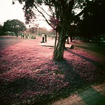 大安森林公園 / Purple / Lomo LC-A 120 Photo by Toomore