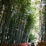 嵐山 竹林 京都 Arashiyama Kyoto, Japan / AGFA VISTAPlus / Nikon FM2 Photo by Toomore