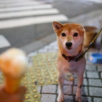 IMG_9630 福岡 中洲川端 柴犬 Photo by Toomore